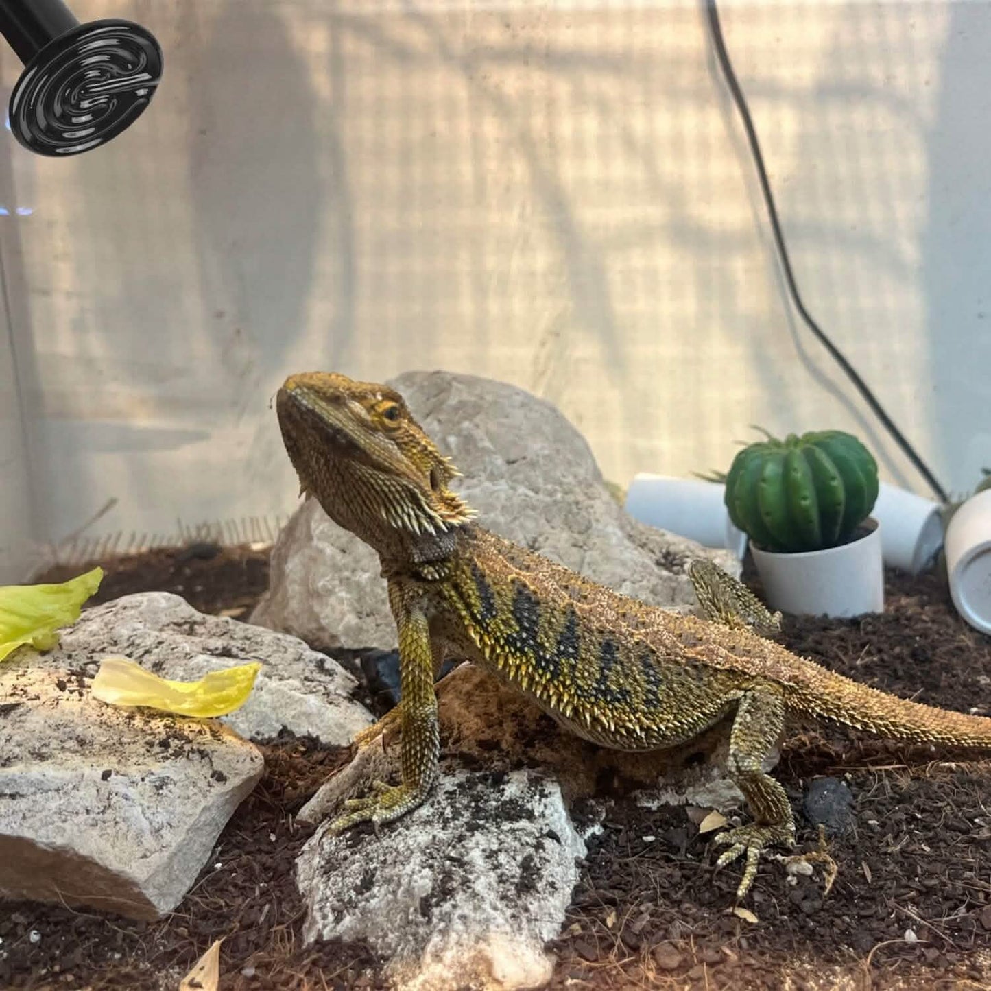 2 Stück: 150W Infrarot Reptilien Wärmelampe Ohne Lichtemission