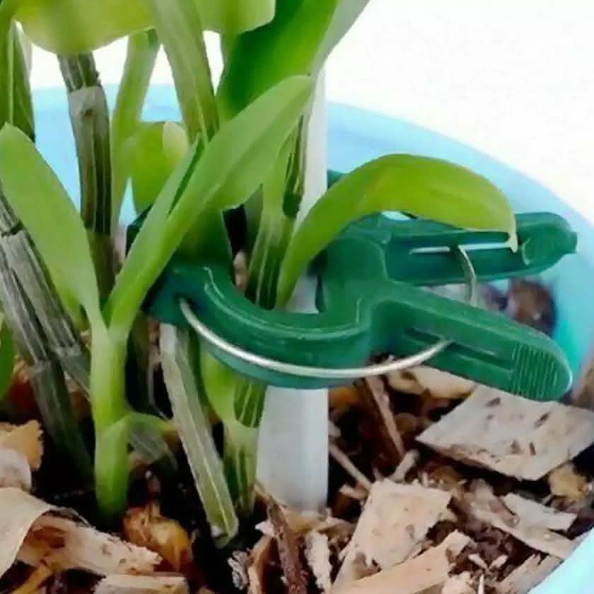 Pflanzenstützclips für aufrechtes Wachstum von Gartenranken