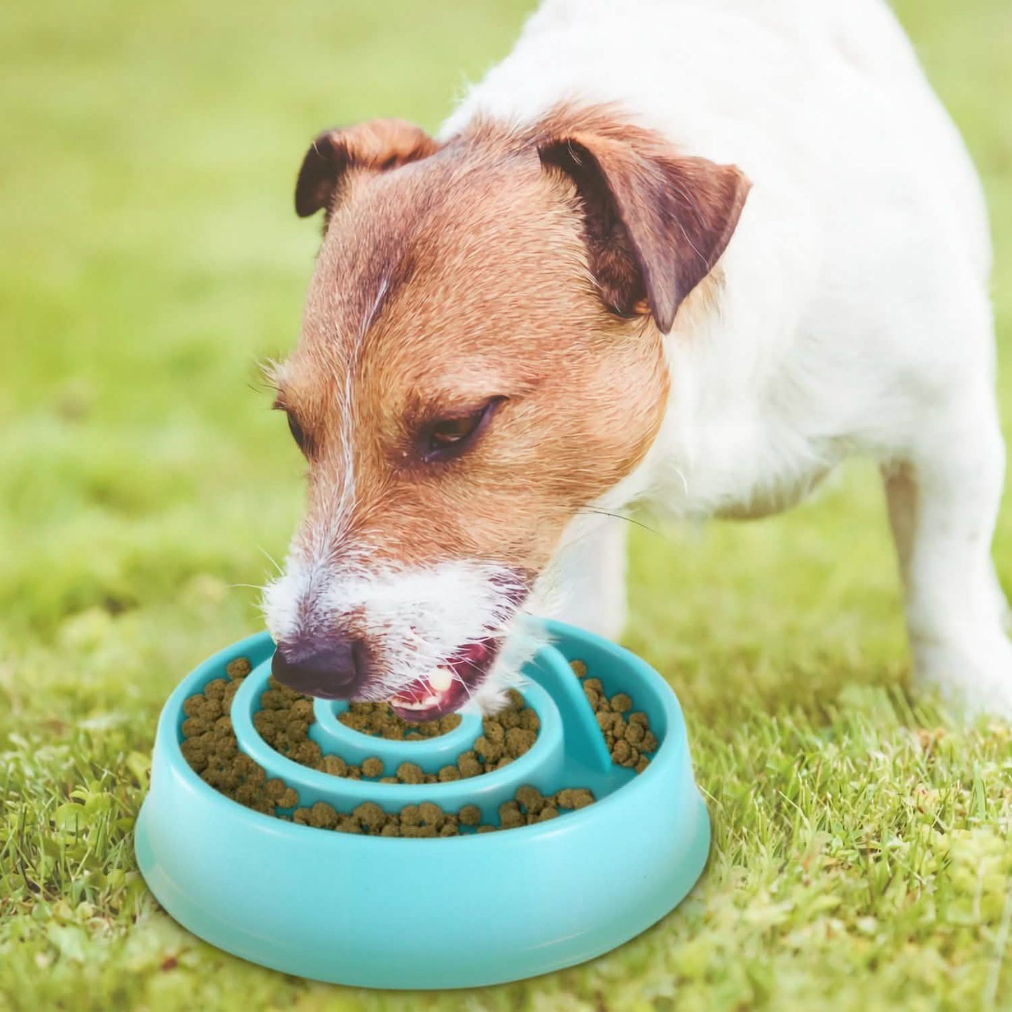 Hund Katze Anti-Schling-Napf
