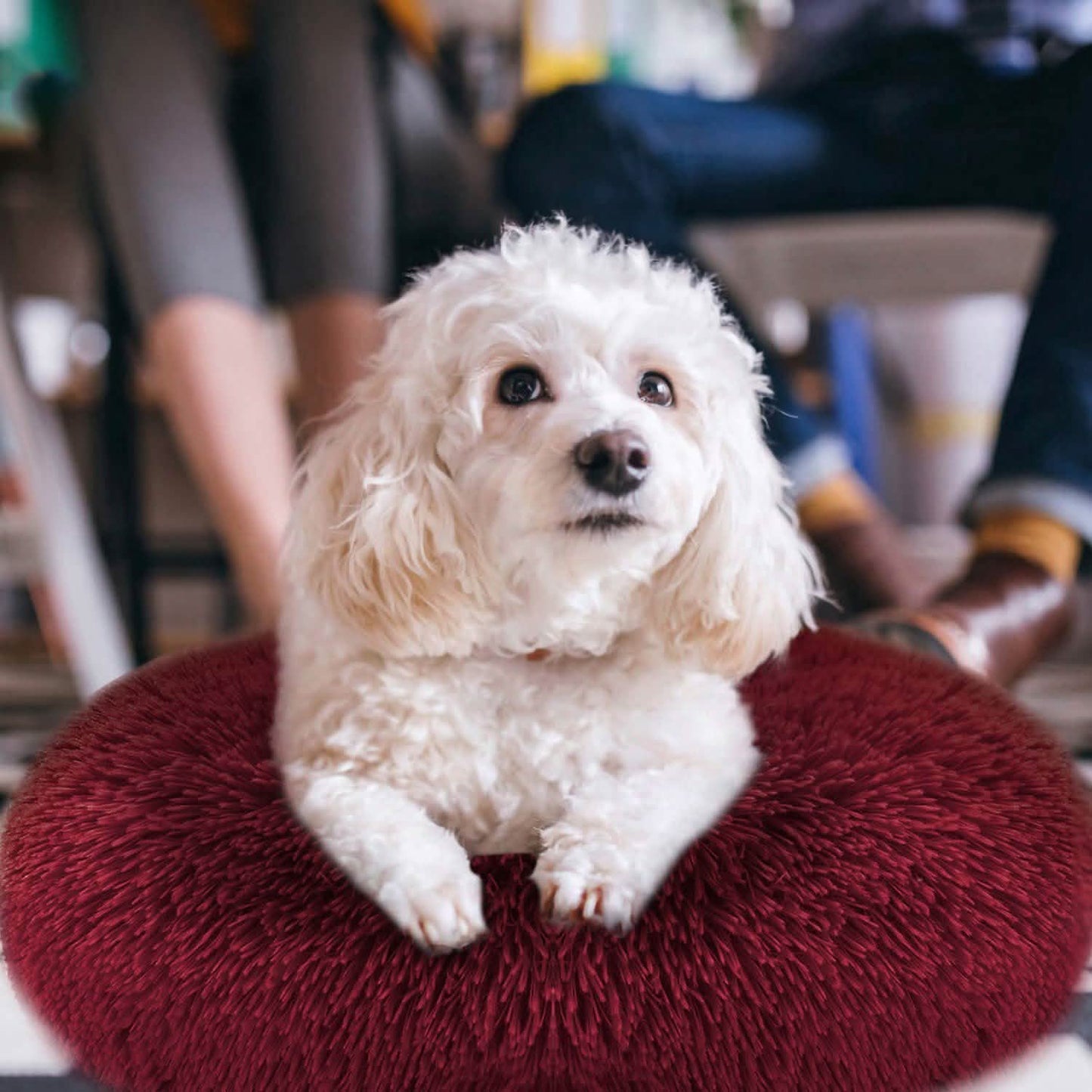 Hundekuschelnest Sofabettkissen
