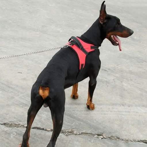 Hundegeschirr, weich, verstellbar