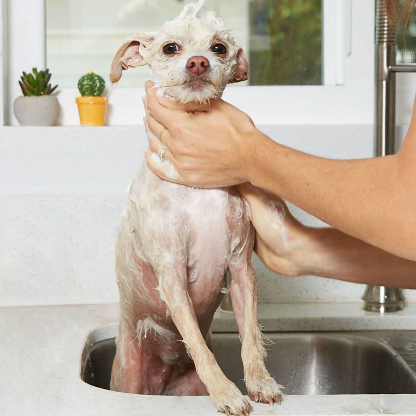 Natürliches Haferflocken-Shampoo – Gallone