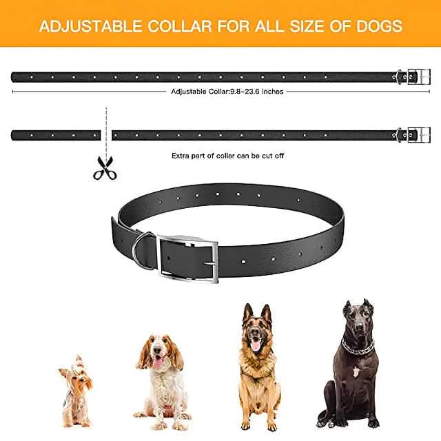 Hundehalsband mit Fernbedienung