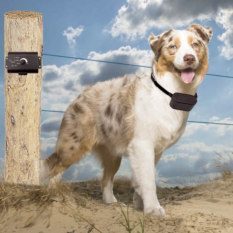 PetZoom Elektrischer Hundezaun – Erdkabelsystem
