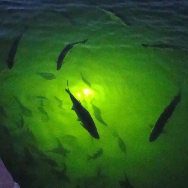 Sunbeam LED-Angellicht