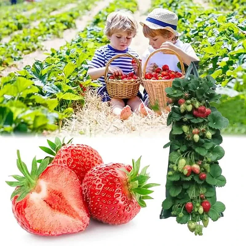 Pflanzsack für Tomaten (kopfüber)
