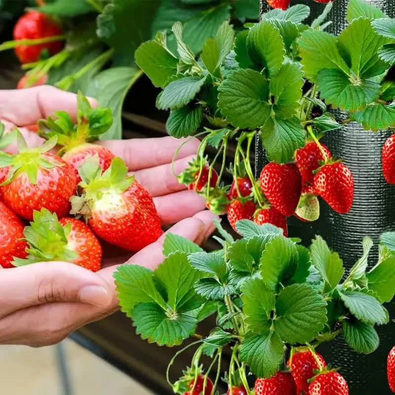 Pflanzsack für Tomaten (kopfüber)