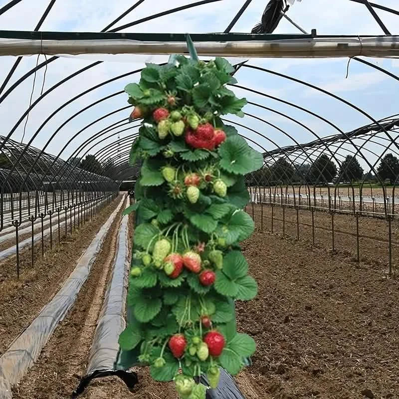 Pflanzsack für Tomaten (kopfüber)